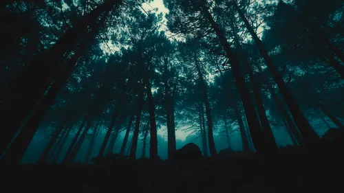 gloomy-cyan-woods