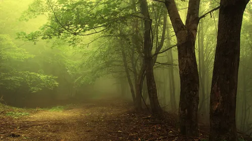 hiking-trail