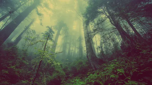 misty-woods