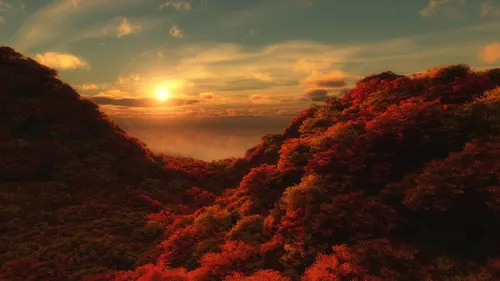 orange-bushes-in-the-sun