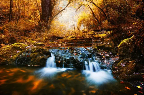 spring-in-orange-woods