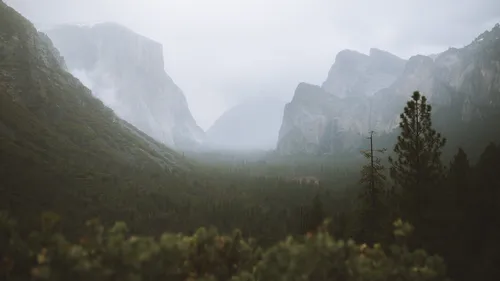 foggy-mountain-woods