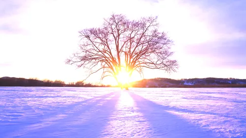 snowy-sunset-through-tree