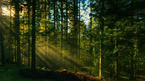 sunlight-in-green-woods